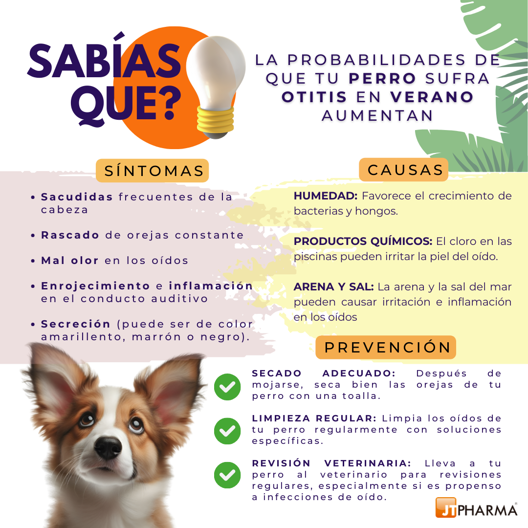 Causas de la Otitis en perros en verano
