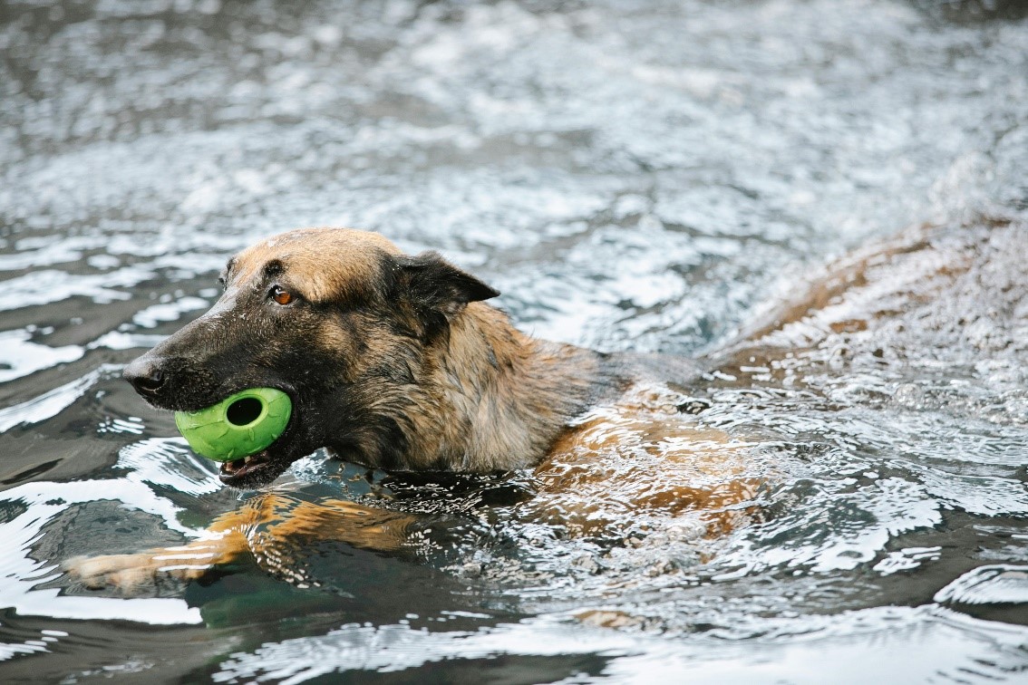 causas de la otitis en perros en verano