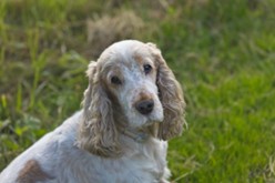 Disfunción cognitiva canina (SDC)