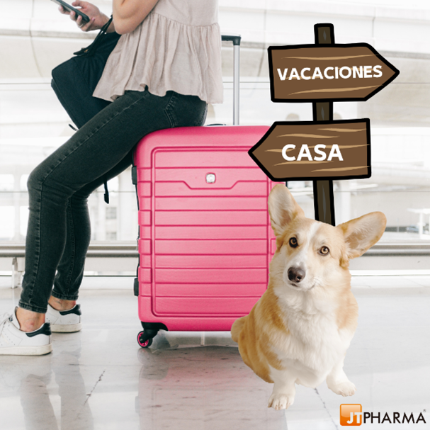 LA VUELTA DE VACACIONES DE NUESTRAS MASCOTAS