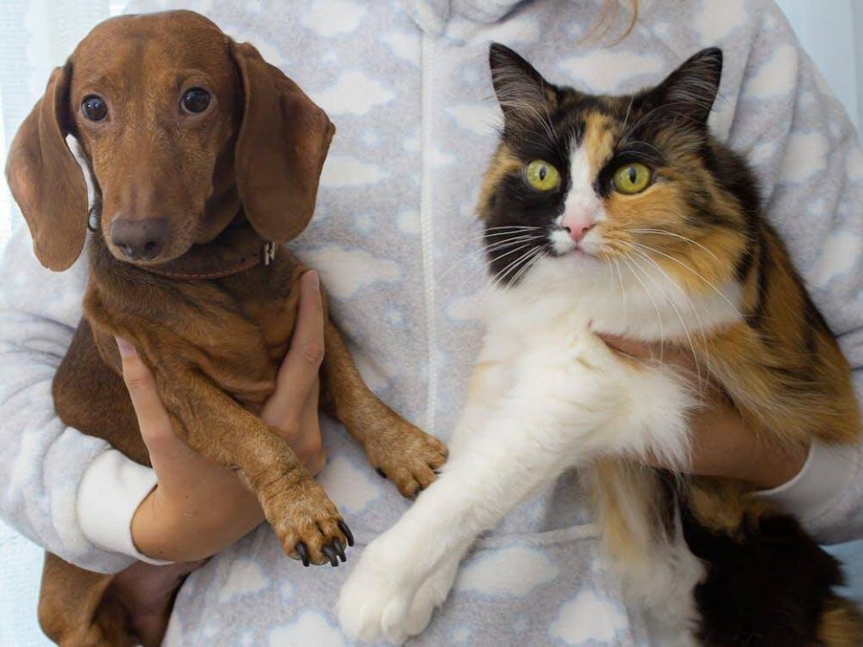 Enfermedad Inflamatoria Intestinal en perros y gatos