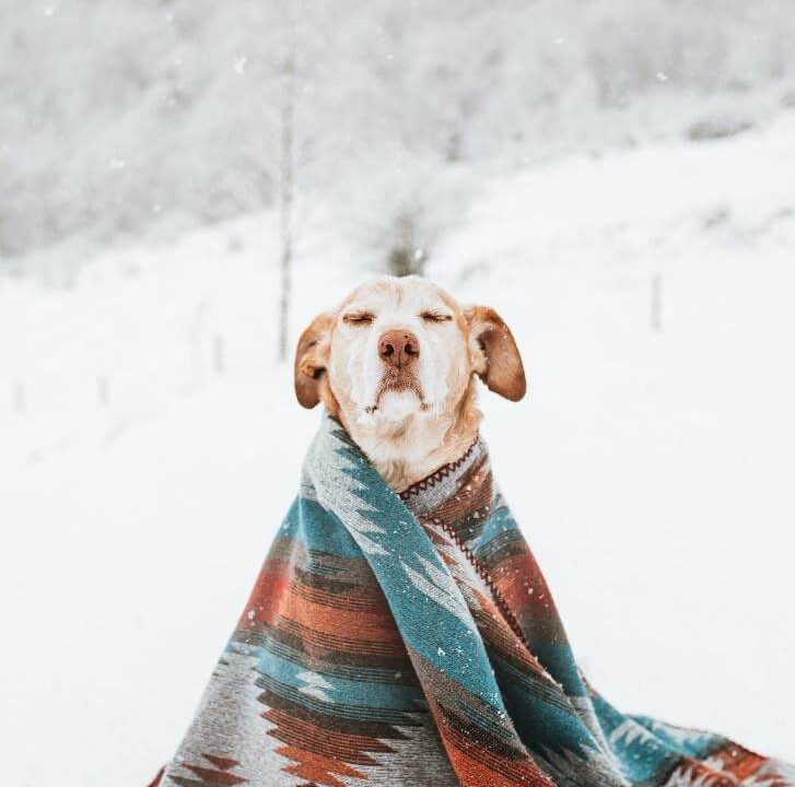 Cómo afecta el frio a las mascotas en invierno