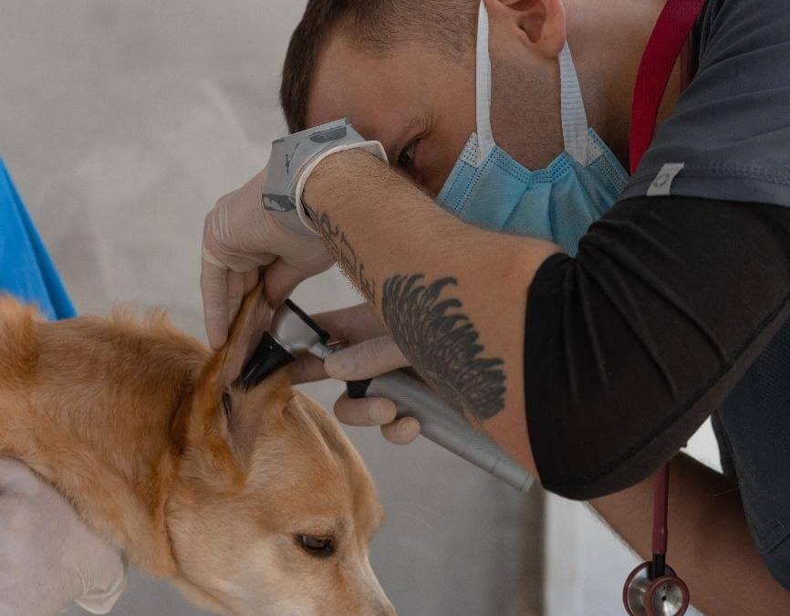 Cómo limpiar los oídos de forma correcta a tu perro