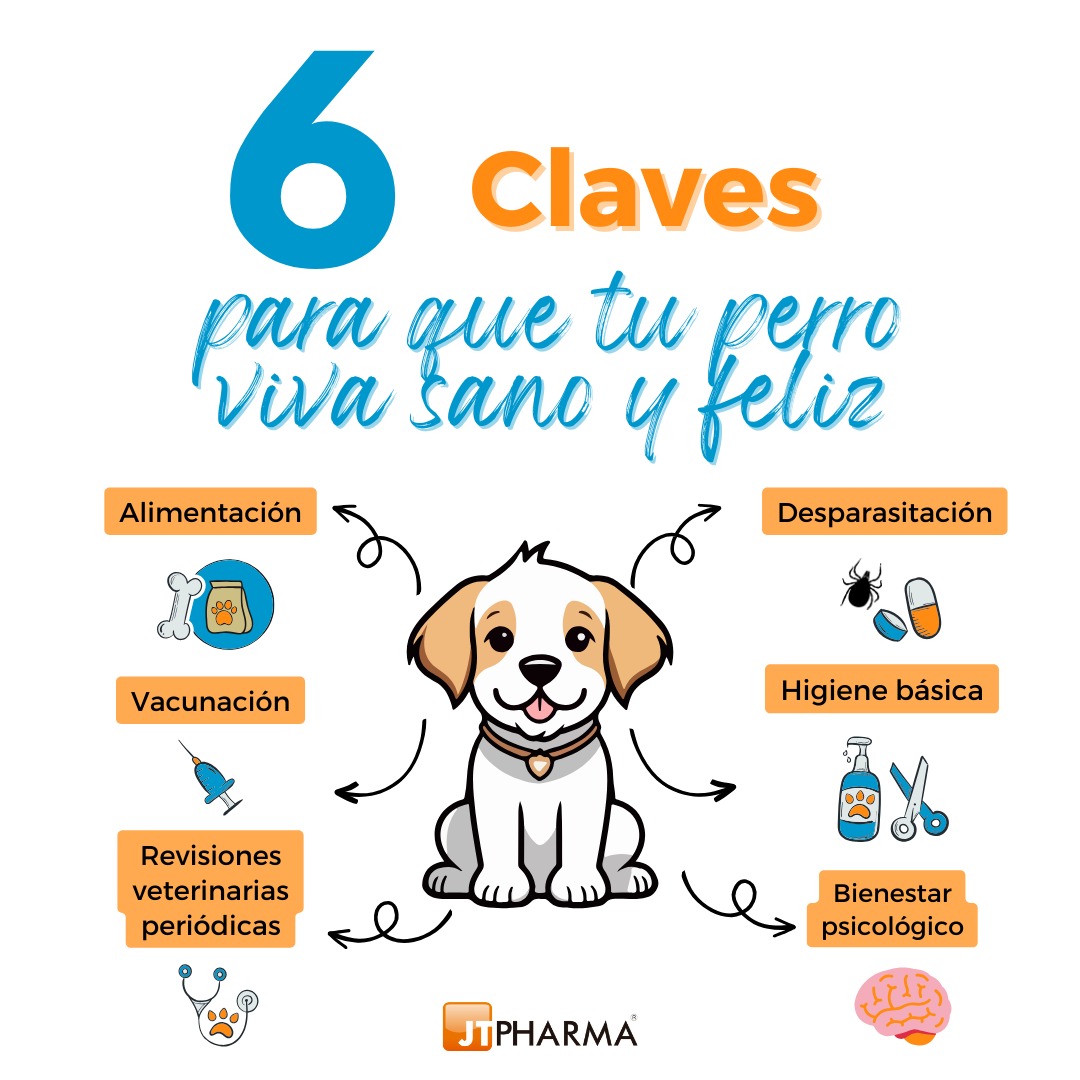 6 Claves para que tu perro viva sano y feliz